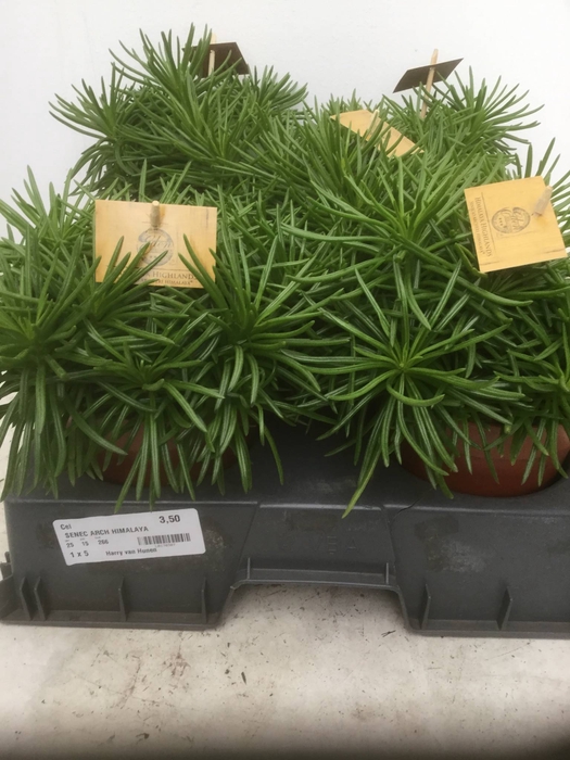 Senecio archeri 'Himalaya'