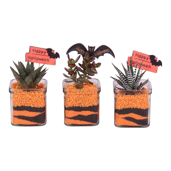 <h4>Halloween Arr. Succulents Glass Accuglas Square ø08cm 1PP</h4>