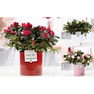 Rhodo Si Gemengd Keramiek Essential