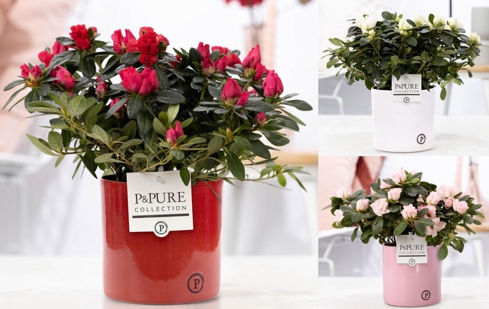 <h4>Rhodo Si Gemengd Keramiek Essential</h4>