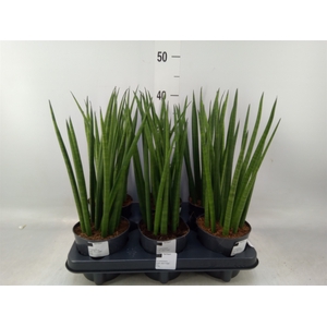 Sansevieria cyl.  ...