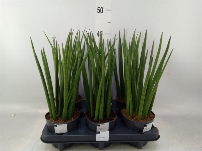 <h4>Sansevieria cyl.  ...</h4>