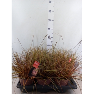 Uncinia rubra 'Everflame'
