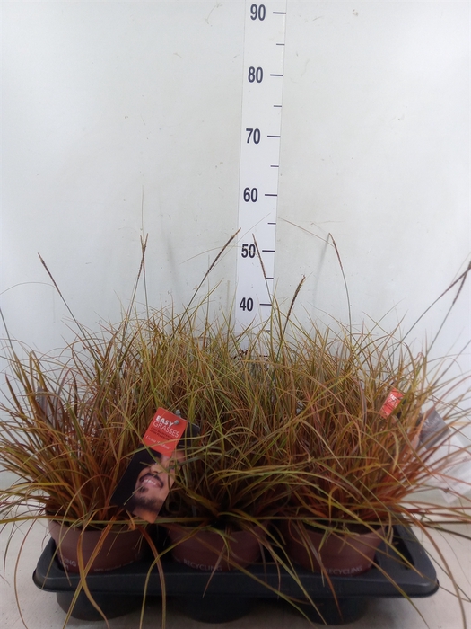 <h4>Uncinia rubra 'Everflame'</h4>