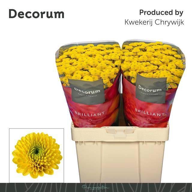 <h4>CHRYSANTHEMUM SA 'AURINKO'</h4>