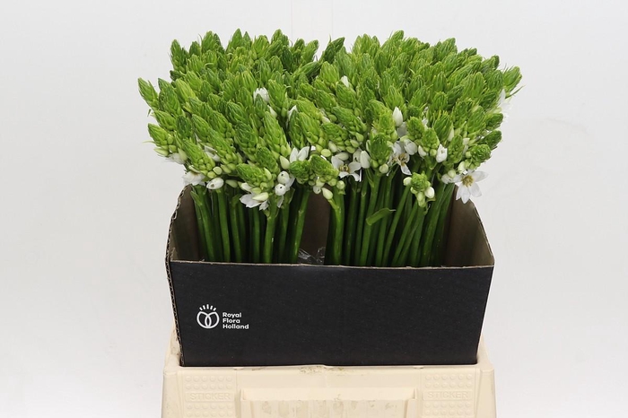 <h4>Ornithogalum Thyrsoides</h4>