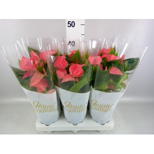 Anthurium  'FC Romantico'