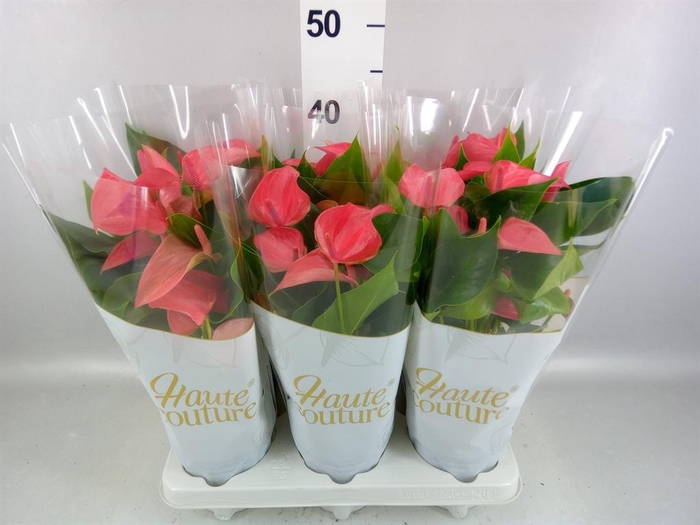<h4>Anthurium  'FC Romantico'</h4>