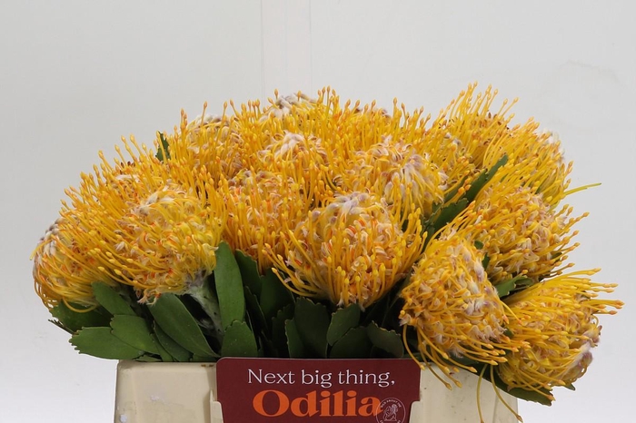 <h4>Nutans Joti</h4>