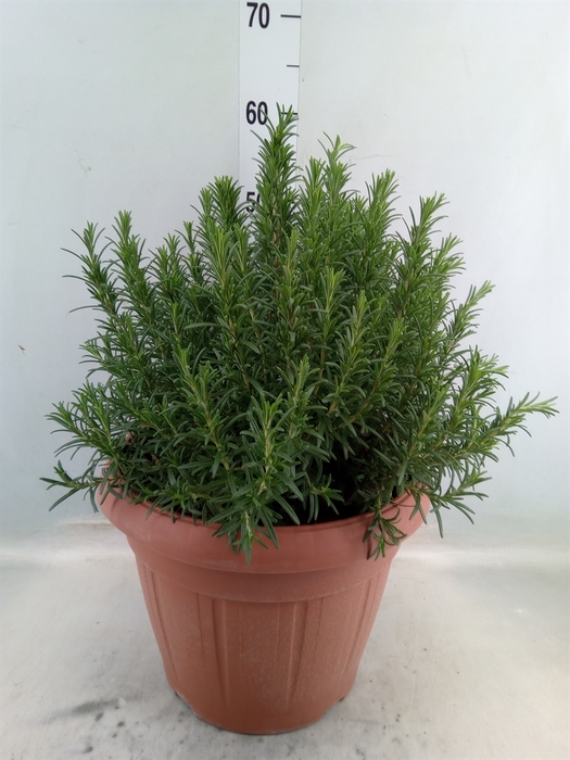 <h4>Rosmarinus officinalis   ...</h4>