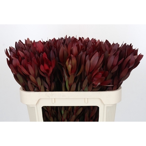 Leucadendron Saf Sunset Dark R.