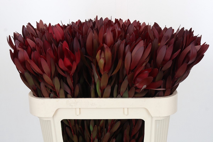 <h4>Leucadendron Saf Sunset Dark R.</h4>