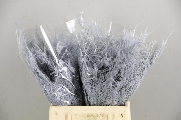 Asparagus 1e Veren White