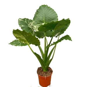 Alocasia