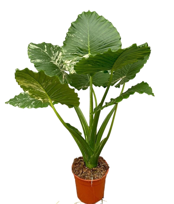 <h4>Alocasia</h4>