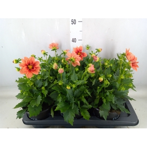 Dahlia  'Summerbees Salmon bico'