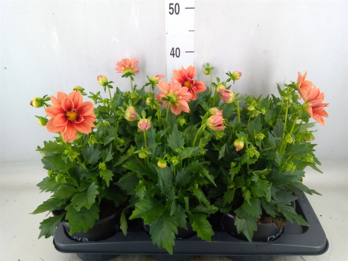 <h4>Dahlia  'Summerbees Salmon bico'</h4>