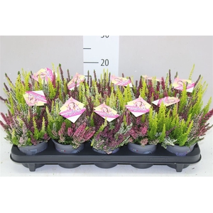 Calluna Beauty Lady High Five
