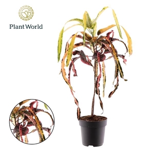 Codiaeum variegatum 'Dreadlocks'
