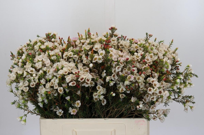 <h4>Chamelaucium Moonlight Delight</h4>