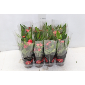 ANTHURIUM MINI MILLION FLOWERS P09