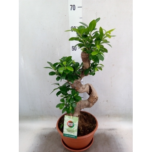 Ficus microcarpa 'Ginseng'