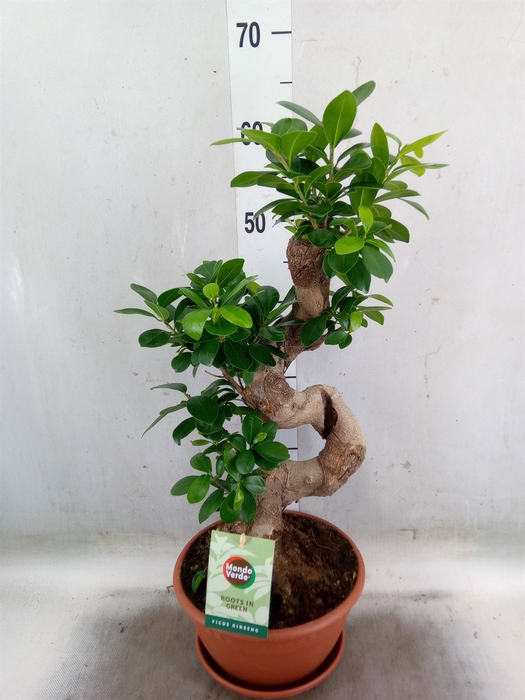 <h4>Ficus microcarpa 'Ginseng'</h4>