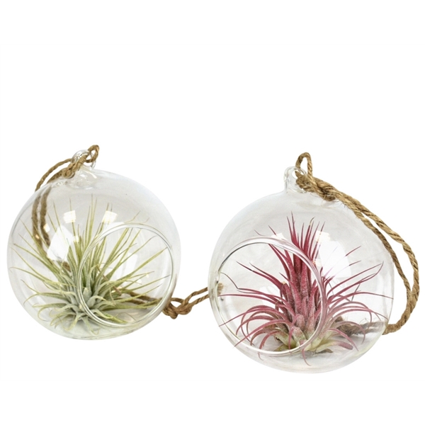 <h4>Tillandsia glas hangbol smal</h4>