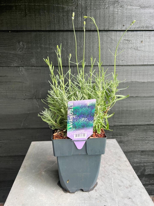 Lavandula angustifolia Hidcote