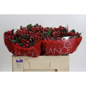 Hypericum True Romance XXL