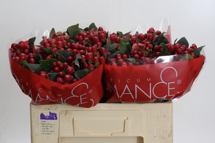 <h4>Hypericum True Romance XXL</h4>