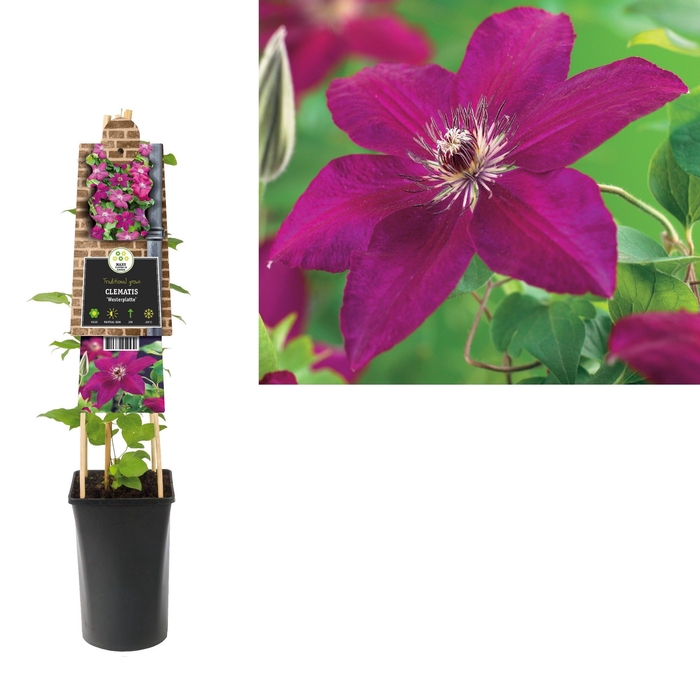 Clematis 'Westerplatte' 3.0 label