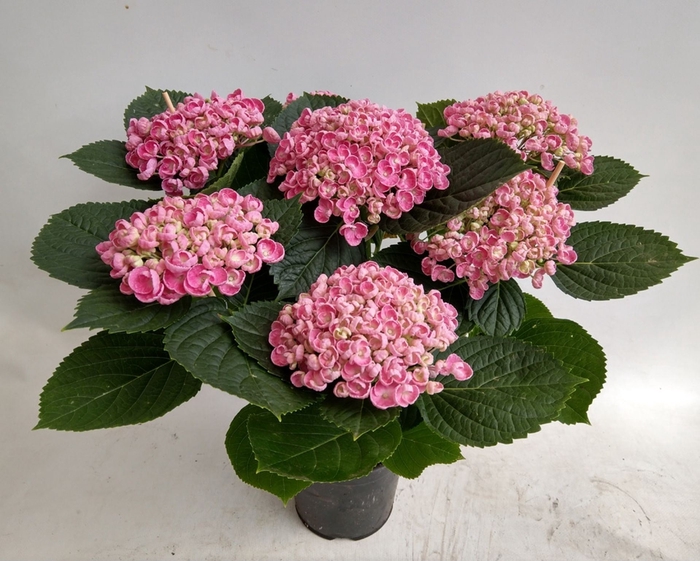 <h4>Hydrangea Hovaria Hopcorn</h4>