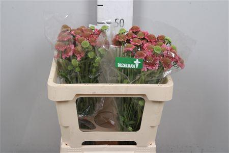 <h4>Scab At Candy Scoop</h4>