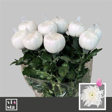 <h4>Chr G Annushka</h4>