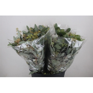 Euca Populus Berry Short 150gr P Bunch