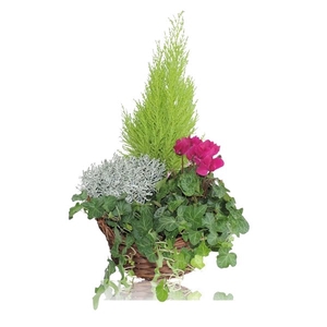 Collectie Hanoi Arrangement in Mand 25 cm