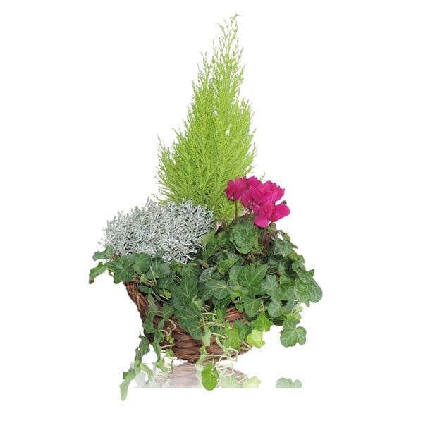 <h4>Collectie Hanoi Arrangement in Mand 25 cm</h4>