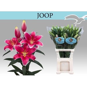 LI OR JOOP