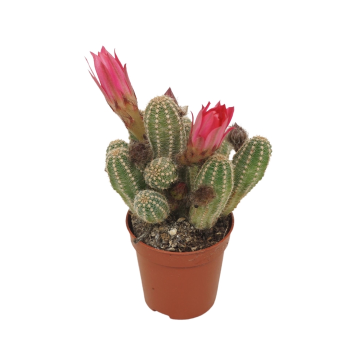 <h4>Chamaecereus 'Ubink Cerise'</h4>
