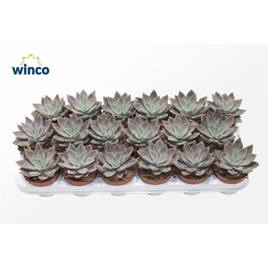 Echeveria Silver Queen