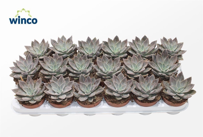 <h4>Echeveria Silver Queen</h4>