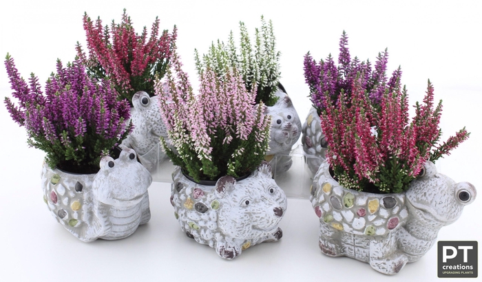 <h4>ARR TUINPLANTEN</h4>