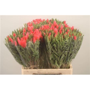 Clarkia Am Gr Salmon