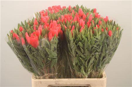 <h4>Clarkia Am Gr Salmon</h4>