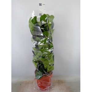 Ficus lyrata 'Bambino'