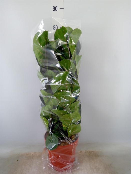 <h4>Ficus lyrata 'Bambino'</h4>