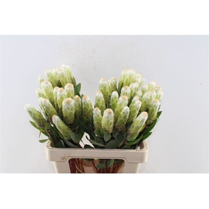 Protea Mundi