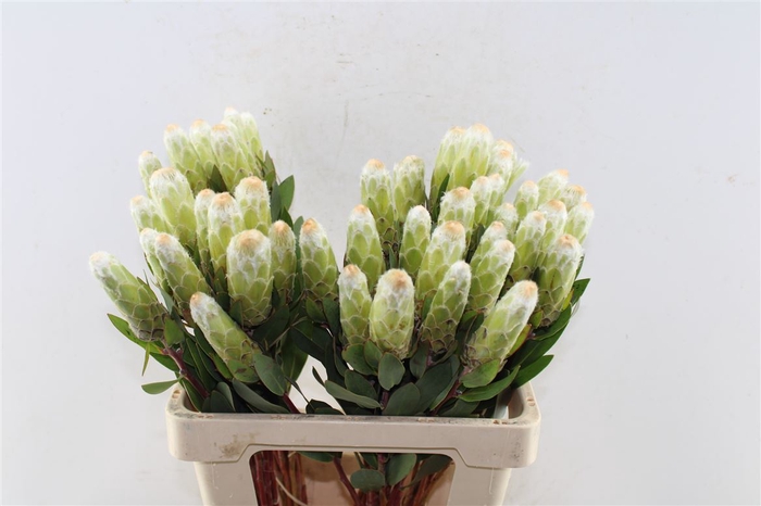 <h4>Protea Mundi</h4>