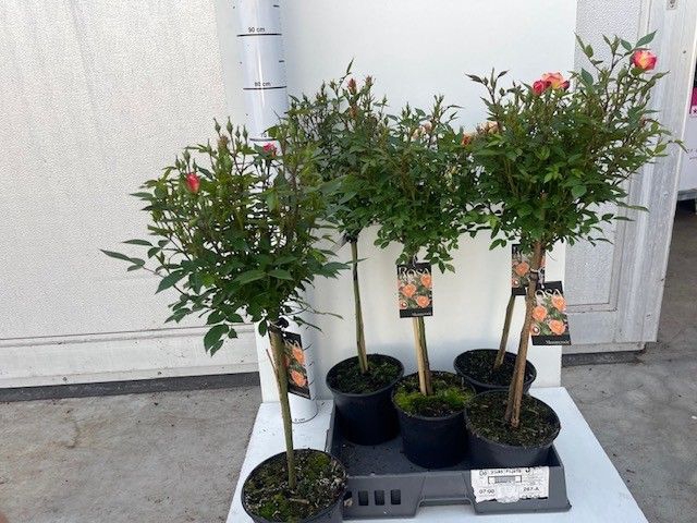 <h4>ROSA ST OV</h4>
